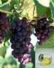 Grape Seed Oil